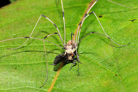 Leiobunum sp. Preying on a Dance Fly (Rhamphomyia sp.) A gory scene at a mixed forest edge.
https://www.jungledragon.com/image/115795/leiobunum_sp._preying_on_a_dance_fly_rhamphomyia_sp.html Geotagged,Spring,United States