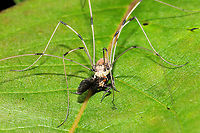 Leiobunum sp. Preying on a Dance Fly (Rhamphomyia sp.) A gory scene at a mixed forest edge.<br />
https://www.jungledragon.com/image/115795/leiobunum_sp._preying_on_a_dance_fly_rhamphomyia_sp.html Geotagged,Spring,United States