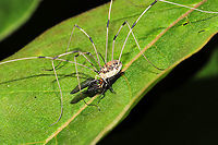 Leiobunum sp. Preying on a Dance Fly (Rhamphomyia sp.) A gory scene at a mixed forest edge. <br />
https://www.jungledragon.com/image/115794/leiobunum_sp._preying_on_a_dance_fly_rhamphomyia_sp.html Geotagged,Spring,United States