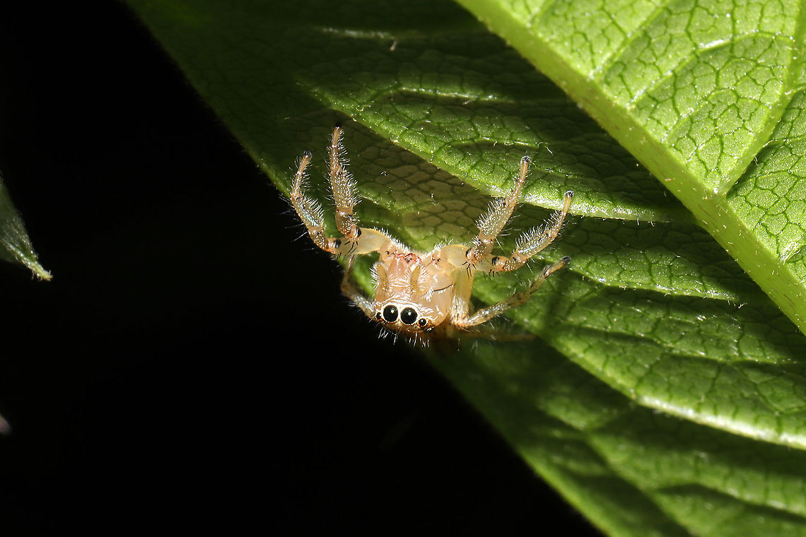 Sylvan Jumping Spider (Colonus sylvanus)? ID Tentative. This shy Salticid was at a mixed forest edge.<br />
<figure class="photo"><a href="https://www.jungledragon.com/image/115798/sylvan_jumping_spider_colonus_sylvanus.html" title="Sylvan Jumping Spider (Colonus sylvanus)?"><img src="https://s3.amazonaws.com/media.jungledragon.com/images/3231/115798_thumb.jpg?AWSAccessKeyId=05GMT0V3GWVNE7GGM1R2&Expires=1767225610&Signature=QGsnS%2FCz19tF2Mr9hDNOvsL%2FWaE%3D" width="200" height="134" alt="Sylvan Jumping Spider (Colonus sylvanus)? ID Tentative. This shy Salticid was at a mixed forest edge.<br />
https://www.jungledragon.com/image/115797/sylvan_jumping_spider_colonus_sylvanus.html Colonus sylvanus,Geotagged,Spring,Sylvan Jumping Spider,United States" /></a></figure><br />
 Colonus sylvanus,Geotagged,Spring,Sylvan Jumping Spider,United States