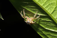 Sylvan Jumping Spider (Colonus sylvanus)? ID Tentative. This shy Salticid was at a mixed forest edge.<br />
https://www.jungledragon.com/image/115798/sylvan_jumping_spider_colonus_sylvanus.html<br />
 Colonus sylvanus,Geotagged,Spring,Sylvan Jumping Spider,United States