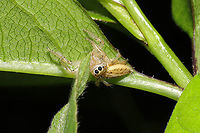 Sylvan Jumping Spider (Colonus sylvanus)? ID Tentative. This shy Salticid was at a mixed forest edge.<br />
https://www.jungledragon.com/image/115797/sylvan_jumping_spider_colonus_sylvanus.html Colonus sylvanus,Geotagged,Spring,Sylvan Jumping Spider,United States