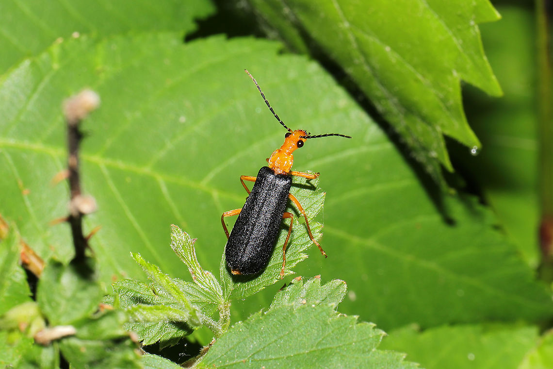 Neopyrochroa flabellata ID Tentative. On Rubus allegheniensis at a mixed forest edge.<br />
 Geotagged,Neopyrochroa flabellata,Spring,United States