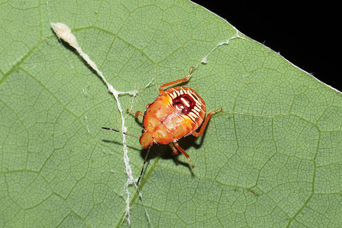 Spined Soldier Bug Nymph (Podisus maculiventris) At a mixed forest edge. Geotagged,Podisus maculiventris,Spined soldier bug,Spring,United States