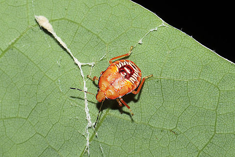 Spined Soldier Bug Nymph (Podisus maculiventris) At a mixed forest edge. Geotagged,Podisus maculiventris,Spined soldier bug,Spring,United States