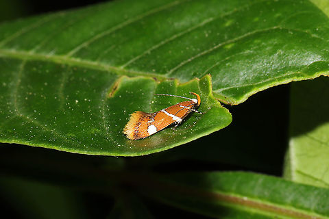 Suzuki's Promalactis Moth (Promalactis suzukiella) On Winged Sumac (Rhus copallinum) at a mixed forest edge.
 Geotagged,Promalactis suzukiella,Spring,Suzuki's promolactis moth,United States