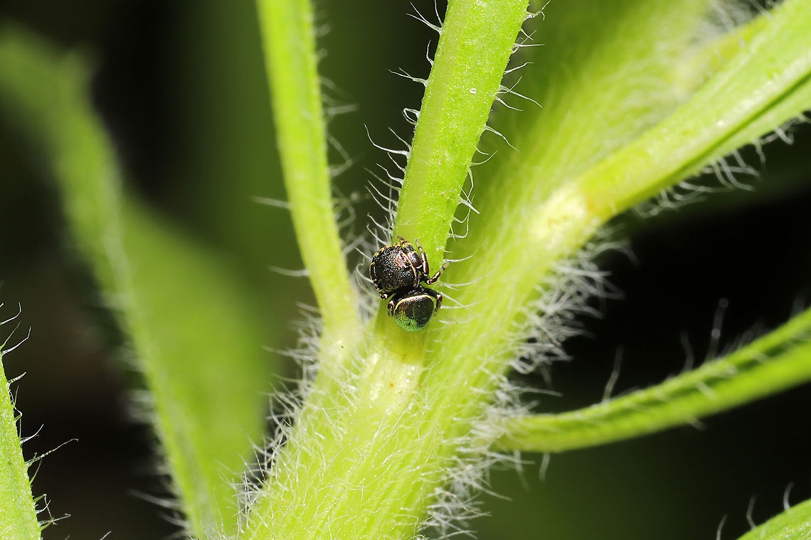 Common Leaf Beetle Jumping Spider (Sassacus papenhoei) Absolutely TINY jumper at a mixed forest edge. Near a garden.<br />
<figure class="photo"><a href="https://www.jungledragon.com/image/115815/common_leaf_beetle_jumping_spider_sassacus_papenhoei.html" title="Common Leaf Beetle Jumping Spider (Sassacus papenhoei)"><img src="https://s3.amazonaws.com/media.jungledragon.com/images/3231/115815_thumb.jpg?AWSAccessKeyId=05GMT0V3GWVNE7GGM1R2&Expires=1759968010&Signature=FoB7L9snfQM%2B4RCR1V0RdR%2BNc88%3D" width="200" height="200" alt="Common Leaf Beetle Jumping Spider (Sassacus papenhoei) Absolutely TINY jumper at a mixed forest edge. Near a garden. <br />
https://www.jungledragon.com/image/115814/common_leaf_beetle_jumping_spider_sassacus_papenhoei.html<br />
https://www.jungledragon.com/image/115813/common_leaf_beetle_jumping_spider_sassacus_papenhoei.html Geotagged,Sassacus papenhoei,Spring,United States" /></a></figure><br />
<figure class="photo"><a href="https://www.jungledragon.com/image/115814/common_leaf_beetle_jumping_spider_sassacus_papenhoei.html" title="Common Leaf Beetle Jumping Spider (Sassacus papenhoei)"><img src="https://s3.amazonaws.com/media.jungledragon.com/images/3231/115814_thumb.jpg?AWSAccessKeyId=05GMT0V3GWVNE7GGM1R2&Expires=1759968010&Signature=adNROXlAKzYcajnE2PW1ikyUJto%3D" width="200" height="134" alt="Common Leaf Beetle Jumping Spider (Sassacus papenhoei) Absolutely TINY jumper at a mixed forest edge. Near a garden. <br />
https://www.jungledragon.com/image/115815/common_leaf_beetle_jumping_spider_sassacus_papenhoei.html<br />
https://www.jungledragon.com/image/115813/common_leaf_beetle_jumping_spider_sassacus_papenhoei.html Geotagged,Sassacus papenhoei,Spring,United States" /></a></figure> Geotagged,Sassacus papenhoei,Spring,United States