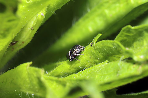 Common Leaf Beetle Jumping Spider (Sassacus papenhoei) Absolutely TINY jumper at a mixed forest edge. Near a garden. 
https://www.jungledragon.com/image/115815/common_leaf_beetle_jumping_spider_sassacus_papenhoei.html
https://www.jungledragon.com/image/115813/common_leaf_beetle_jumping_spider_sassacus_papenhoei.html Geotagged,Sassacus papenhoei,Spring,United States