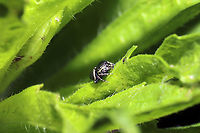 Common Leaf Beetle Jumping Spider (Sassacus papenhoei) Absolutely TINY jumper at a mixed forest edge. Near a garden. <br />
https://www.jungledragon.com/image/115815/common_leaf_beetle_jumping_spider_sassacus_papenhoei.html<br />
https://www.jungledragon.com/image/115813/common_leaf_beetle_jumping_spider_sassacus_papenhoei.html Geotagged,Sassacus papenhoei,Spring,United States