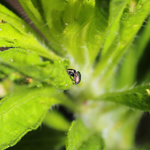 Common Leaf Beetle Jumping Spider (Sassacus papenhoei) Absolutely TINY jumper at a mixed forest edge. Near a garden. 
https://www.jungledragon.com/image/115814/common_leaf_beetle_jumping_spider_sassacus_papenhoei.html
https://www.jungledragon.com/image/115813/common_leaf_beetle_jumping_spider_sassacus_papenhoei.html Geotagged,Sassacus papenhoei,Spring,United States