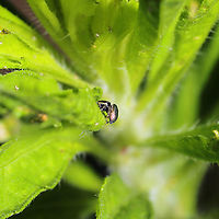 Common Leaf Beetle Jumping Spider (Sassacus papenhoei) Absolutely TINY jumper at a mixed forest edge. Near a garden. <br />
https://www.jungledragon.com/image/115814/common_leaf_beetle_jumping_spider_sassacus_papenhoei.html<br />
https://www.jungledragon.com/image/115813/common_leaf_beetle_jumping_spider_sassacus_papenhoei.html Geotagged,Sassacus papenhoei,Spring,United States