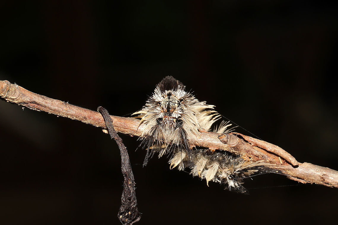 Southern Tussock Moth (Dasychira meridionalis) - Recently Deceased An individual which had climbed/wrapped itself around a branch, and died. Maybe infected with a virus?<br />
<figure class="photo"><a href="https://www.jungledragon.com/image/115839/southern_tussock_moth_dasychira_meridionalis_-_recently_deceased.html" title="Southern Tussock Moth (Dasychira meridionalis) - Recently Deceased"><img src="https://s3.amazonaws.com/media.jungledragon.com/images/3231/115839_thumb.jpg?AWSAccessKeyId=05GMT0V3GWVNE7GGM1R2&Expires=1759968010&Signature=sgUoqS4WZUnyLmIBUZ5uLocw5F4%3D" width="200" height="134" alt="Southern Tussock Moth (Dasychira meridionalis) - Recently Deceased An individual which had climbed/wrapped itself around a branch, and died. Maybe infected with a virus? <br />
https://www.jungledragon.com/image/115838/southern_tussock_moth_dasychira_meridionalis_-_recently_deceased.html<br />
https://www.jungledragon.com/image/115837/southern_tussock_moth_dasychira_meridionalis_-_recently_deceased.html Dasychira meridionalis,Geotagged,Southern tussock moth,Spring,United States" /></a></figure><br />
<figure class="photo"><a href="https://www.jungledragon.com/image/115838/southern_tussock_moth_dasychira_meridionalis_-_recently_deceased.html" title="Southern Tussock Moth (Dasychira meridionalis) - Recently Deceased"><img src="https://s3.amazonaws.com/media.jungledragon.com/images/3231/115838_thumb.jpg?AWSAccessKeyId=05GMT0V3GWVNE7GGM1R2&Expires=1759968010&Signature=dh45PfOJh4p21PNdUnAxPiUtb6g%3D" width="200" height="134" alt="Southern Tussock Moth (Dasychira meridionalis) - Recently Deceased An individual which had climbed/wrapped itself around a branch, and died. Maybe infected with a virus?<br />
https://www.jungledragon.com/image/115839/southern_tussock_moth_dasychira_meridionalis_-_recently_deceased.html<br />
https://www.jungledragon.com/image/115837/southern_tussock_moth_dasychira_meridionalis_-_recently_deceased.html Dasychira meridionalis,Geotagged,Southern tussock moth,Spring,United States" /></a></figure> Dasychira meridionalis,Geotagged,Southern tussock moth,Spring,United States