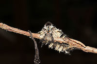 Southern Tussock Moth (Dasychira meridionalis) - Recently Deceased An individual which had climbed/wrapped itself around a branch, and died. Maybe infected with a virus?<br />
https://www.jungledragon.com/image/115839/southern_tussock_moth_dasychira_meridionalis_-_recently_deceased.html<br />
https://www.jungledragon.com/image/115838/southern_tussock_moth_dasychira_meridionalis_-_recently_deceased.html Dasychira meridionalis,Geotagged,Southern tussock moth,Spring,United States