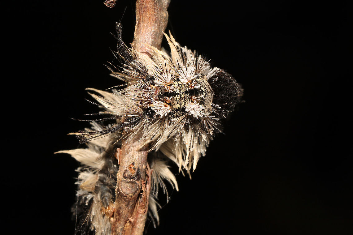 Southern Tussock Moth (Dasychira meridionalis) - Recently Deceased An individual which had climbed/wrapped itself around a branch, and died. Maybe infected with a virus?<br />
<figure class="photo"><a href="https://www.jungledragon.com/image/115839/southern_tussock_moth_dasychira_meridionalis_-_recently_deceased.html" title="Southern Tussock Moth (Dasychira meridionalis) - Recently Deceased"><img src="https://s3.amazonaws.com/media.jungledragon.com/images/3231/115839_thumb.jpg?AWSAccessKeyId=05GMT0V3GWVNE7GGM1R2&Expires=1759968010&Signature=sgUoqS4WZUnyLmIBUZ5uLocw5F4%3D" width="200" height="134" alt="Southern Tussock Moth (Dasychira meridionalis) - Recently Deceased An individual which had climbed/wrapped itself around a branch, and died. Maybe infected with a virus? <br />
https://www.jungledragon.com/image/115838/southern_tussock_moth_dasychira_meridionalis_-_recently_deceased.html<br />
https://www.jungledragon.com/image/115837/southern_tussock_moth_dasychira_meridionalis_-_recently_deceased.html Dasychira meridionalis,Geotagged,Southern tussock moth,Spring,United States" /></a></figure><br />
<figure class="photo"><a href="https://www.jungledragon.com/image/115837/southern_tussock_moth_dasychira_meridionalis_-_recently_deceased.html" title="Southern Tussock Moth (Dasychira meridionalis) - Recently Deceased"><img src="https://s3.amazonaws.com/media.jungledragon.com/images/3231/115837_thumb.jpg?AWSAccessKeyId=05GMT0V3GWVNE7GGM1R2&Expires=1759968010&Signature=oherkOBYm265SoGIAYPzLJFd4os%3D" width="200" height="134" alt="Southern Tussock Moth (Dasychira meridionalis) - Recently Deceased An individual which had climbed/wrapped itself around a branch, and died. Maybe infected with a virus?<br />
https://www.jungledragon.com/image/115839/southern_tussock_moth_dasychira_meridionalis_-_recently_deceased.html<br />
https://www.jungledragon.com/image/115838/southern_tussock_moth_dasychira_meridionalis_-_recently_deceased.html Dasychira meridionalis,Geotagged,Southern tussock moth,Spring,United States" /></a></figure> Dasychira meridionalis,Geotagged,Southern tussock moth,Spring,United States