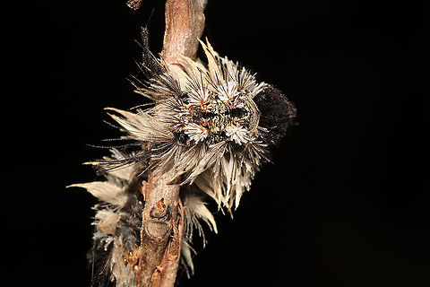Southern Tussock Moth (Dasychira meridionalis) - Recently Deceased An individual which had climbed/wrapped itself around a branch, and died. Maybe infected with a virus?
https://www.jungledragon.com/image/115839/southern_tussock_moth_dasychira_meridionalis_-_recently_deceased.html
https://www.jungledragon.com/image/115837/southern_tussock_moth_dasychira_meridionalis_-_recently_deceased.html Dasychira meridionalis,Geotagged,Southern tussock moth,Spring,United States