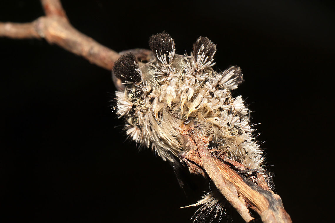 Southern Tussock Moth (Dasychira meridionalis) - Recently Deceased An individual which had climbed/wrapped itself around a branch, and died. Maybe infected with a virus? <br />
<figure class="photo"><a href="https://www.jungledragon.com/image/115838/southern_tussock_moth_dasychira_meridionalis_-_recently_deceased.html" title="Southern Tussock Moth (Dasychira meridionalis) - Recently Deceased"><img src="https://s3.amazonaws.com/media.jungledragon.com/images/3231/115838_thumb.jpg?AWSAccessKeyId=05GMT0V3GWVNE7GGM1R2&Expires=1759968010&Signature=dh45PfOJh4p21PNdUnAxPiUtb6g%3D" width="200" height="134" alt="Southern Tussock Moth (Dasychira meridionalis) - Recently Deceased An individual which had climbed/wrapped itself around a branch, and died. Maybe infected with a virus?<br />
https://www.jungledragon.com/image/115839/southern_tussock_moth_dasychira_meridionalis_-_recently_deceased.html<br />
https://www.jungledragon.com/image/115837/southern_tussock_moth_dasychira_meridionalis_-_recently_deceased.html Dasychira meridionalis,Geotagged,Southern tussock moth,Spring,United States" /></a></figure><br />
<figure class="photo"><a href="https://www.jungledragon.com/image/115837/southern_tussock_moth_dasychira_meridionalis_-_recently_deceased.html" title="Southern Tussock Moth (Dasychira meridionalis) - Recently Deceased"><img src="https://s3.amazonaws.com/media.jungledragon.com/images/3231/115837_thumb.jpg?AWSAccessKeyId=05GMT0V3GWVNE7GGM1R2&Expires=1759968010&Signature=oherkOBYm265SoGIAYPzLJFd4os%3D" width="200" height="134" alt="Southern Tussock Moth (Dasychira meridionalis) - Recently Deceased An individual which had climbed/wrapped itself around a branch, and died. Maybe infected with a virus?<br />
https://www.jungledragon.com/image/115839/southern_tussock_moth_dasychira_meridionalis_-_recently_deceased.html<br />
https://www.jungledragon.com/image/115838/southern_tussock_moth_dasychira_meridionalis_-_recently_deceased.html Dasychira meridionalis,Geotagged,Southern tussock moth,Spring,United States" /></a></figure> Dasychira meridionalis,Geotagged,Southern tussock moth,Spring,United States