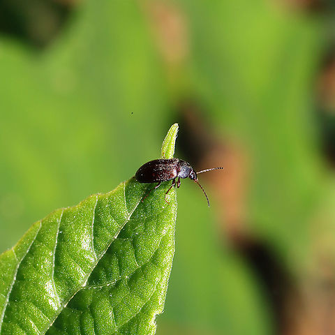 Isomira sp. At a mixed forest edge. Fell off of a Rhus copallinum tree.
https://www.jungledragon.com/image/115849/isomira_sp.html Geotagged,Spring,United States