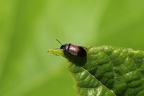 Isomira sp. At a mixed forest edge. Fell off of a Rhus copallinum tree.
https://www.jungledragon.com/image/115848/isomira_sp.html Geotagged,Spring,United States