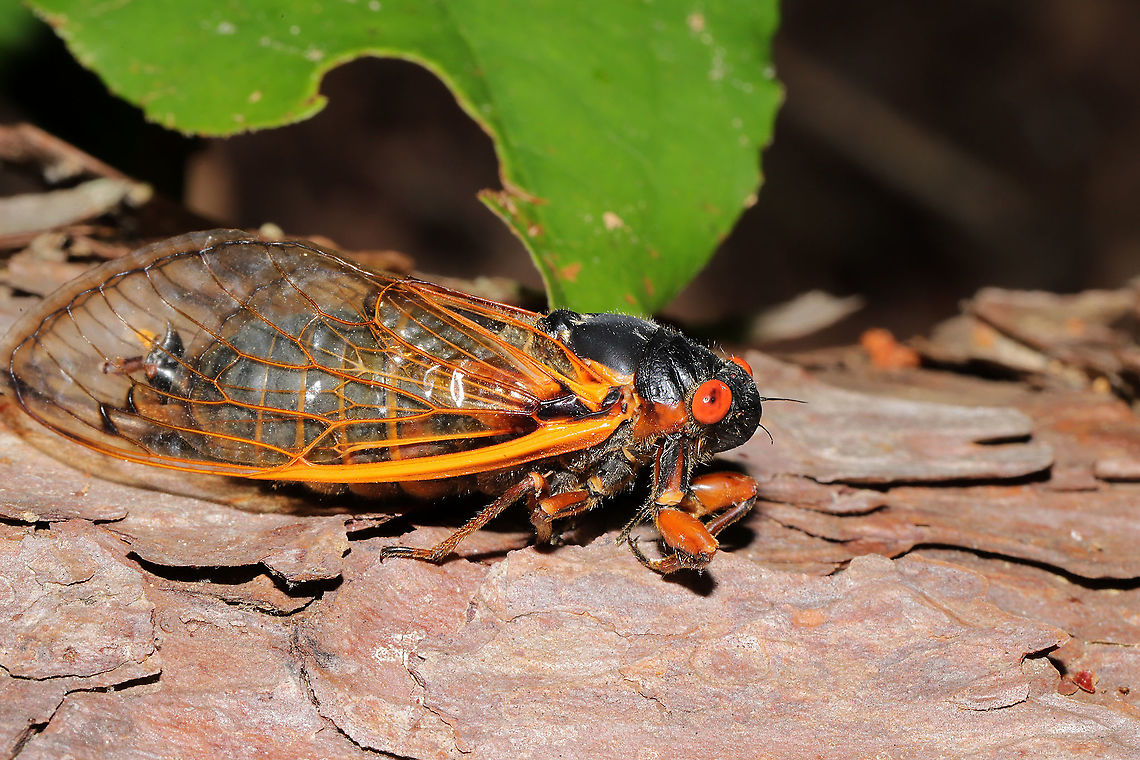 Brood X Pharaoh Cicada (Magicicada septendecim) On a forested trail near a lakeside. This location was about 15 miles north of our home (where we are only hearing occasional calls). The sound here was deafening!<br />
<figure class="photo"><a href="https://www.jungledragon.com/image/115872/brood_x_pharaoh_cicada_magicicada_septendecim.html" title="Brood X Pharaoh Cicada (Magicicada septendecim)"><img src="https://s3.amazonaws.com/media.jungledragon.com/images/3231/115872_thumb.jpg?AWSAccessKeyId=05GMT0V3GWVNE7GGM1R2&Expires=1770854410&Signature=hLH12E8xOUs8sISMEdUzpdKihXE%3D" width="200" height="134" alt="Brood X Pharaoh Cicada (Magicicada septendecim) On a forested trail. The sound was deafening!<br />
https://www.jungledragon.com/image/115871/brood_x_pharaoh_cicada_magicicada_septendecim.html<br />
https://www.jungledragon.com/image/115870/brood_x_pharaoh_cicada_magicicada_septendecim.html<br />
<br />
Watch the video below for an idea of the noise level:<br />
https://vimeo.com/556927116<br />
Emergence Map:<br />
https://cdn.vox-cdn.com/thumbor/KorGK9h2SxNIaJdx72jRUD7t34M=/0x0:999x771/1120x0/filters:focal(0x0:999x771):format(webp):no_upscale()/cdn.vox-cdn.com/uploads/chorus_asset/file/22413227/Screen_Shot_2021_04_01_at_10.33.22_AM.png Geotagged,Magicicada septendecim,Pharaoh cicada,Spring,United States" /></a></figure><br />
<figure class="photo"><a href="https://www.jungledragon.com/image/115871/brood_x_pharaoh_cicada_magicicada_septendecim.html" title="Brood X Pharaoh Cicada (Magicicada septendecim)"><img src="https://s3.amazonaws.com/media.jungledragon.com/images/3231/115871_thumb.jpg?AWSAccessKeyId=05GMT0V3GWVNE7GGM1R2&Expires=1770854410&Signature=It4%2FrDI%2FZszgnlZuVXnzlm%2BXIJk%3D" width="200" height="134" alt="Brood X Pharaoh Cicada (Magicicada septendecim) On a forested trail. The sound was deafening! <br />
https://www.jungledragon.com/image/115872/brood_x_pharaoh_cicada_magicicada_septendecim.html<br />
https://www.jungledragon.com/image/115870/brood_x_pharaoh_cicada_magicicada_septendecim.html<br />
<br />
Watch the video below for an idea of the noise level:<br />
https://vimeo.com/556927116<br />
<br />
Emergence Map:<br />
https://cdn.vox-cdn.com/thumbor/KorGK9h2SxNIaJdx72jRUD7t34M=/0x0:999x771/1120x0/filters:focal(0x0:999x771):format(webp):no_upscale()/cdn.vox-cdn.com/uploads/chorus_asset/file/22413227/Screen_Shot_2021_04_01_at_10.33.22_AM.png Geotagged,Magicicada septendecim,Pharaoh cicada,Spring,United States" /></a></figure><br />
<br />
Watch the video below for an idea of the noise level:<br />
<section class="video"><iframe width="448" height="252" src="https://player.vimeo.com/video/556927116?title=0&byline=0&portrait=0" frameborder="0"></iframe></section><br />
<br />
Emergence Map:<br />
<a href="https://cdn.vox-cdn.com/thumbor/KorGK9h2SxNIaJdx72jRUD7t34M=/0x0:999x771/1120x0/filters:focal(0x0:999x771):format(webp):no_upscale()/cdn.vox-cdn.com/uploads/chorus_asset/file/22413227/Screen_Shot_2021_04_01_at_10.33.22_AM.png" rel="nofollow">https://cdn.vox-cdn.com/thumbor/KorGK9h2SxNIaJdx72jRUD7t34M=/0x0:999x771/1120x0/filters:focal(0x0:999x771):format(webp):no_upscale()/cdn.vox-cdn.com/uploads/chorus_asset/file/22413227/Screen_Shot_2021_04_01_at_10.33.22_AM.png</a> Geotagged,Magicicada septendecim,Pharaoh cicada,Spring,United States