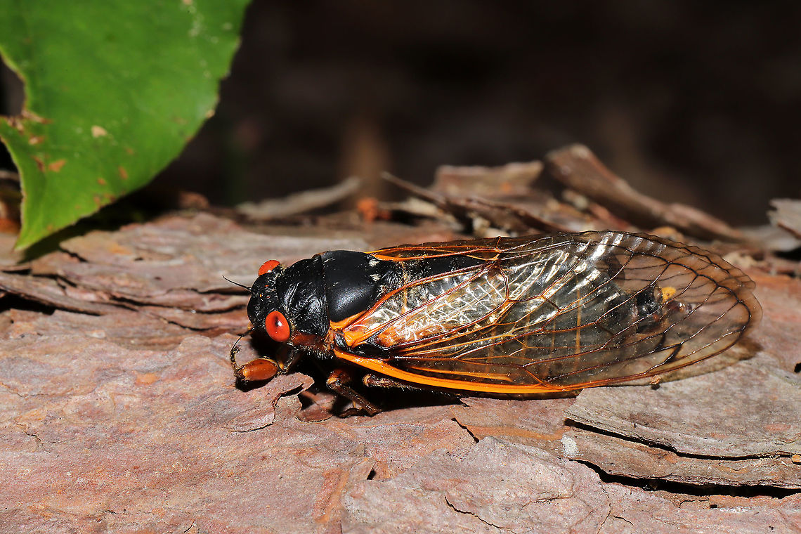 Brood X Pharaoh Cicada (Magicicada septendecim) On a forested trail. The sound was deafening! <br />
<figure class="photo"><a href="https://www.jungledragon.com/image/115872/brood_x_pharaoh_cicada_magicicada_septendecim.html" title="Brood X Pharaoh Cicada (Magicicada septendecim)"><img src="https://s3.amazonaws.com/media.jungledragon.com/images/3231/115872_thumb.jpg?AWSAccessKeyId=05GMT0V3GWVNE7GGM1R2&Expires=1770854410&Signature=hLH12E8xOUs8sISMEdUzpdKihXE%3D" width="200" height="134" alt="Brood X Pharaoh Cicada (Magicicada septendecim) On a forested trail. The sound was deafening!<br />
https://www.jungledragon.com/image/115871/brood_x_pharaoh_cicada_magicicada_septendecim.html<br />
https://www.jungledragon.com/image/115870/brood_x_pharaoh_cicada_magicicada_septendecim.html<br />
<br />
Watch the video below for an idea of the noise level:<br />
https://vimeo.com/556927116<br />
Emergence Map:<br />
https://cdn.vox-cdn.com/thumbor/KorGK9h2SxNIaJdx72jRUD7t34M=/0x0:999x771/1120x0/filters:focal(0x0:999x771):format(webp):no_upscale()/cdn.vox-cdn.com/uploads/chorus_asset/file/22413227/Screen_Shot_2021_04_01_at_10.33.22_AM.png Geotagged,Magicicada septendecim,Pharaoh cicada,Spring,United States" /></a></figure><br />
<figure class="photo"><a href="https://www.jungledragon.com/image/115870/brood_x_pharaoh_cicada_magicicada_septendecim.html" title="Brood X Pharaoh Cicada (Magicicada septendecim)"><img src="https://s3.amazonaws.com/media.jungledragon.com/images/3231/115870_thumb.jpg?AWSAccessKeyId=05GMT0V3GWVNE7GGM1R2&Expires=1770854410&Signature=bCNb5xqC6mqxCwRUVbv8LCgZAk8%3D" width="200" height="134" alt="Brood X Pharaoh Cicada (Magicicada septendecim) On a forested trail near a lakeside. This location was about 15 miles north of our home (where we are only hearing occasional calls). The sound here was deafening!<br />
https://www.jungledragon.com/image/115872/brood_x_pharaoh_cicada_magicicada_septendecim.html<br />
https://www.jungledragon.com/image/115871/brood_x_pharaoh_cicada_magicicada_septendecim.html<br />
<br />
Watch the video below for an idea of the noise level:<br />
https://vimeo.com/556927116<br />
<br />
Emergence Map:<br />
https://cdn.vox-cdn.com/thumbor/KorGK9h2SxNIaJdx72jRUD7t34M=/0x0:999x771/1120x0/filters:focal(0x0:999x771):format(webp):no_upscale()/cdn.vox-cdn.com/uploads/chorus_asset/file/22413227/Screen_Shot_2021_04_01_at_10.33.22_AM.png Geotagged,Magicicada septendecim,Pharaoh cicada,Spring,United States" /></a></figure><br />
<br />
Watch the video below for an idea of the noise level:<br />
<section class="video"><iframe width="448" height="252" src="https://player.vimeo.com/video/556927116?title=0&byline=0&portrait=0" frameborder="0"></iframe></section><br />
<br />
Emergence Map:<br />
<a href="https://cdn.vox-cdn.com/thumbor/KorGK9h2SxNIaJdx72jRUD7t34M=/0x0:999x771/1120x0/filters:focal(0x0:999x771):format(webp):no_upscale()/cdn.vox-cdn.com/uploads/chorus_asset/file/22413227/Screen_Shot_2021_04_01_at_10.33.22_AM.png" rel="nofollow">https://cdn.vox-cdn.com/thumbor/KorGK9h2SxNIaJdx72jRUD7t34M=/0x0:999x771/1120x0/filters:focal(0x0:999x771):format(webp):no_upscale()/cdn.vox-cdn.com/uploads/chorus_asset/file/22413227/Screen_Shot_2021_04_01_at_10.33.22_AM.png</a> Geotagged,Magicicada septendecim,Pharaoh cicada,Spring,United States