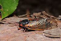 Brood X Pharaoh Cicada (Magicicada septendecim) On a forested trail. The sound was deafening! <br />
https://www.jungledragon.com/image/115872/brood_x_pharaoh_cicada_magicicada_septendecim.html<br />
https://www.jungledragon.com/image/115870/brood_x_pharaoh_cicada_magicicada_septendecim.html<br />
<br />
Watch the video below for an idea of the noise level:<br />
https://vimeo.com/556927116<br />
<br />
Emergence Map:<br />
https://cdn.vox-cdn.com/thumbor/KorGK9h2SxNIaJdx72jRUD7t34M=/0x0:999x771/1120x0/filters:focal(0x0:999x771):format(webp):no_upscale()/cdn.vox-cdn.com/uploads/chorus_asset/file/22413227/Screen_Shot_2021_04_01_at_10.33.22_AM.png Geotagged,Magicicada septendecim,Pharaoh cicada,Spring,United States