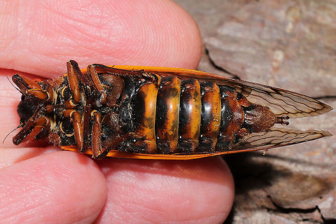 Brood X Pharaoh Cicada (Magicicada septendecim) On a forested trail. The sound was deafening!
https://www.jungledragon.com/image/115871/brood_x_pharaoh_cicada_magicicada_septendecim.html
https://www.jungledragon.com/image/115870/brood_x_pharaoh_cicada_magicicada_septendecim.html

Watch the video below for an idea of the noise level:
https://vimeo.com/556927116
Emergence Map:
https://cdn.vox-cdn.com/thumbor/KorGK9h2SxNIaJdx72jRUD7t34M=/0x0:999x771/1120x0/filters:focal(0x0:999x771):format(webp):no_upscale()/cdn.vox-cdn.com/uploads/chorus_asset/file/22413227/Screen_Shot_2021_04_01_at_10.33.22_AM.png Geotagged,Magicicada septendecim,Pharaoh cicada,Spring,United States