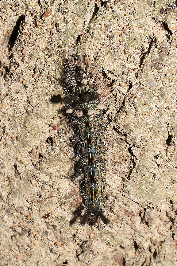 Powdered Dagger Moth Larva (Acronicta impleta)? On a forested trail.<br />
 Acronicta impleta,Geotagged,Spring,United States