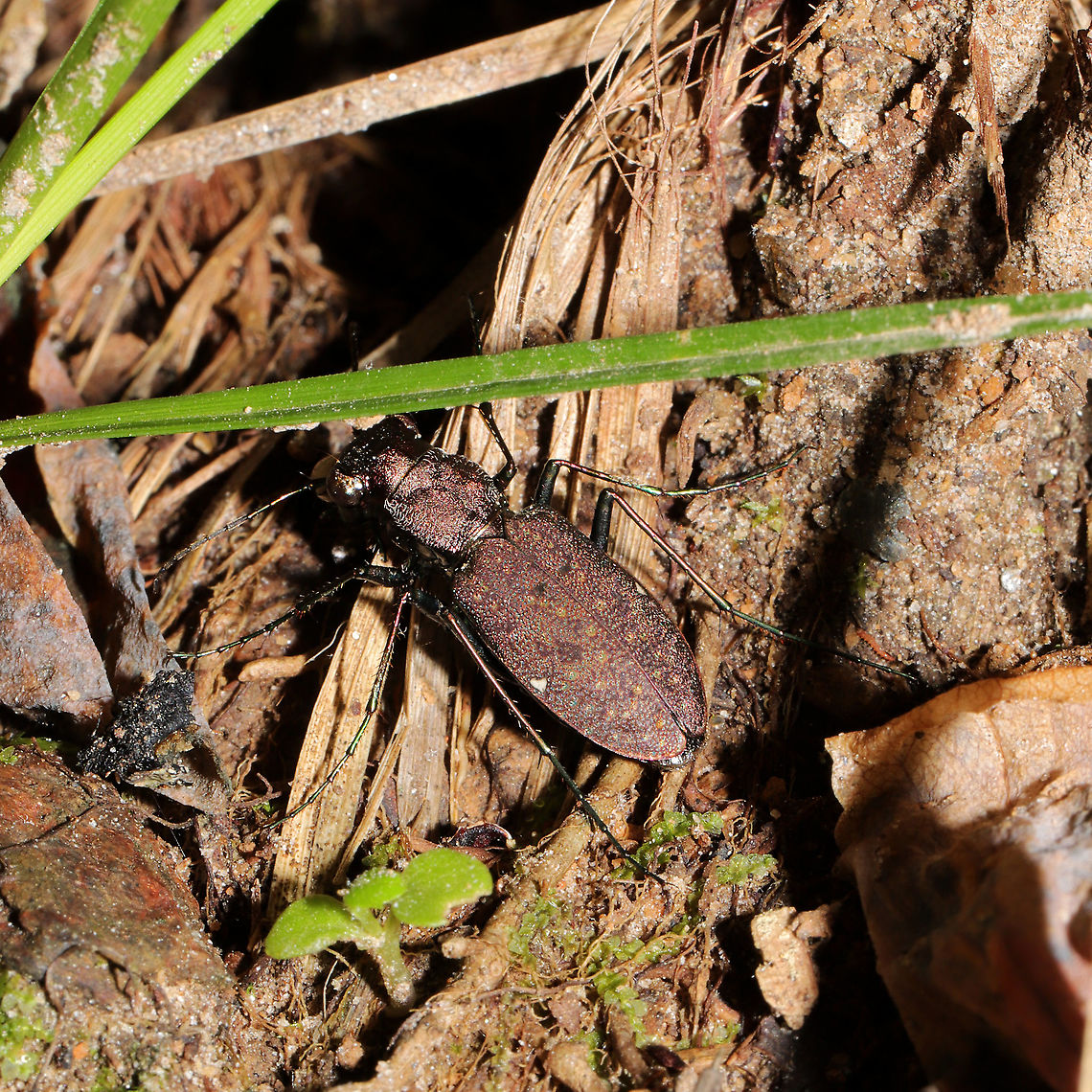 One-spotted Tiger Beetle (Apterodela unipunctata) On a woodland trail. Difficult to photograph, as usual :) Apterodela unipunctata,Geotagged,One-Spotted Tiger Beetle,Spring,United States
