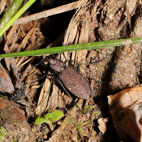 One-spotted Tiger Beetle (Apterodela unipunctata) On a woodland trail. Difficult to photograph, as usual :) Apterodela unipunctata,Geotagged,One-Spotted Tiger Beetle,Spring,United States