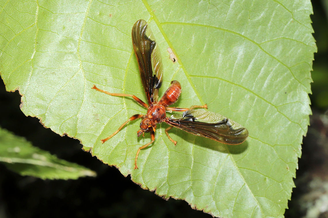 Waved Light Fly (Pyrgota undata) Large fly  (nearly 4 cm) in a mixed forest understory. From what I&#039;m reading, members of this fly family are endoparasitoids on scarab beetles. They pursue scarabs in flight and lay eggs beneath their elytra. Larvae eventually hatch out and consume their host and repeat this life cycle.<br />
<figure class="photo"><a href="https://www.jungledragon.com/image/115922/waved_light_fly_pyrgota_undata.html" title="Waved Light Fly (Pyrgota undata)"><img src="https://s3.amazonaws.com/media.jungledragon.com/images/3231/115922_thumb.jpg?AWSAccessKeyId=05GMT0V3GWVNE7GGM1R2&Expires=1767225610&Signature=p3J2gZh8PDyKFn9hNgz3QX9hlsw%3D" width="200" height="200" alt="Waved Light Fly (Pyrgota undata) Large fly (nearly 4 cm) in a mixed forest understory. From what I&#039;m reading, members of this fly family are endoparasitoids on scarab beetles. They pursue scarabs in flight and lay eggs beneath their elytra. Larvae eventually hatch out and consume their host and repeat this life cycle.<br />
https://www.jungledragon.com/image/115921/waved_light_fly_pyrgota_undata.html Geotagged,Pyrgota undata,Spring,United States" /></a></figure><br />
 Geotagged,Pyrgota undata,Spring,United States