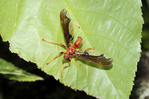 Waved Light Fly (Pyrgota undata) Large fly  (nearly 4 cm) in a mixed forest understory. From what I'm reading, members of this fly family are endoparasitoids on scarab beetles. They pursue scarabs in flight and lay eggs beneath their elytra. Larvae eventually hatch out and consume their host and repeat this life cycle.
https://www.jungledragon.com/image/115922/waved_light_fly_pyrgota_undata.html
 Geotagged,Pyrgota undata,Spring,United States