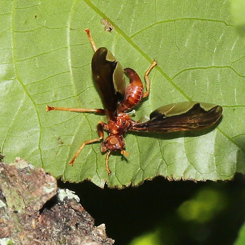 Waved Light Fly (Pyrgota undata) Large fly (nearly 4 cm) in a mixed forest understory. From what I'm reading, members of this fly family are endoparasitoids on scarab beetles. They pursue scarabs in flight and lay eggs beneath their elytra. Larvae eventually hatch out and consume their host and repeat this life cycle.
https://www.jungledragon.com/image/115921/waved_light_fly_pyrgota_undata.html Geotagged,Pyrgota undata,Spring,United States