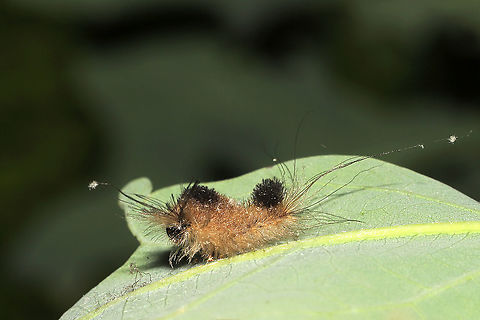 Yellow-based Tussock Moth (Dasychira basiflava) Exuvia An adorable (and rather small) caterpillar exuvia on a forested trail.
https://www.jungledragon.com/image/115989/yellow-based_tussock_moth_dasychira_basiflava_exuvia.html
https://www.jungledragon.com/image/115988/yellow-based_tussock_moth_dasychira_basiflava_exuvia.html
 Geotagged,Spring,United States