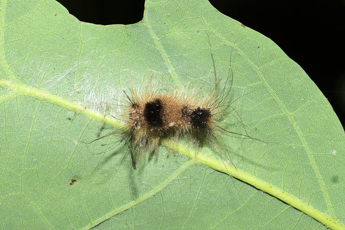 Yellow-based Tussock Moth (Dasychira basiflava) Exuvia An adorable (and rather small) caterpillar exuvia on a forested trail.<br />
<figure class="photo"><a href="https://www.jungledragon.com/image/115989/yellow-based_tussock_moth_dasychira_basiflava_exuvia.html" title="Yellow-based Tussock Moth (Dasychira basiflava) Exuvia"><img src="https://s3.amazonaws.com/media.jungledragon.com/images/3231/115989_thumb.jpg?AWSAccessKeyId=05GMT0V3GWVNE7GGM1R2&Expires=1769040010&Signature=jez%2FKFAMNTyV4gBIdXfO6uP%2FgM8%3D" width="200" height="134" alt="Yellow-based Tussock Moth (Dasychira basiflava) Exuvia An adorable (and rather small) caterpillar exuvia on a forested trail. <br />
https://www.jungledragon.com/image/115988/yellow-based_tussock_moth_dasychira_basiflava_exuvia.html<br />
https://www.jungledragon.com/image/115987/yellow-based_tussock_moth_dasychira_basiflava_exuvia.html Geotagged,Spring,United States" /></a></figure><br />
<figure class="photo"><a href="https://www.jungledragon.com/image/115987/yellow-based_tussock_moth_dasychira_basiflava_exuvia.html" title="Yellow-based Tussock Moth (Dasychira basiflava) Exuvia"><img src="https://s3.amazonaws.com/media.jungledragon.com/images/3231/115987_thumb.jpg?AWSAccessKeyId=05GMT0V3GWVNE7GGM1R2&Expires=1769040010&Signature=%2FjBrmeyuwmGu5DTADJJRtcb10Mw%3D" width="200" height="134" alt="Yellow-based Tussock Moth (Dasychira basiflava) Exuvia An adorable (and rather small) caterpillar exuvia on a forested trail.<br />
https://www.jungledragon.com/image/115989/yellow-based_tussock_moth_dasychira_basiflava_exuvia.html<br />
https://www.jungledragon.com/image/115988/yellow-based_tussock_moth_dasychira_basiflava_exuvia.html<br />
 Geotagged,Spring,United States" /></a></figure> Geotagged,Spring,United States