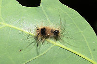 Yellow-based Tussock Moth (Dasychira basiflava) Exuvia An adorable (and rather small) caterpillar exuvia on a forested trail.<br />
https://www.jungledragon.com/image/115989/yellow-based_tussock_moth_dasychira_basiflava_exuvia.html<br />
https://www.jungledragon.com/image/115987/yellow-based_tussock_moth_dasychira_basiflava_exuvia.html Geotagged,Spring,United States
