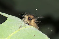 Yellow-based Tussock Moth (Dasychira basiflava) Exuvia An adorable (and rather small) caterpillar exuvia on a forested trail. <br />
https://www.jungledragon.com/image/115988/yellow-based_tussock_moth_dasychira_basiflava_exuvia.html<br />
https://www.jungledragon.com/image/115987/yellow-based_tussock_moth_dasychira_basiflava_exuvia.html Geotagged,Spring,United States