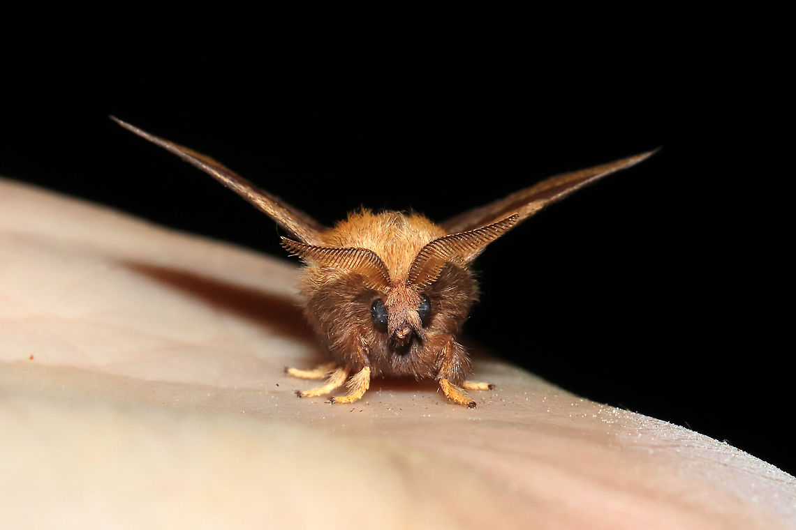 Forest Tent Caterpillar Moth (Malacosoma disstria) At porch lights at a mixed forest edge.<br />
<figure class="photo"><a href="https://www.jungledragon.com/image/115991/forest_tent_caterpillar_moth_malacosoma_disstria.html" title="Forest Tent Caterpillar Moth (Malacosoma disstria)"><img src="https://s3.amazonaws.com/media.jungledragon.com/images/3231/115991_thumb.jpg?AWSAccessKeyId=05GMT0V3GWVNE7GGM1R2&Expires=1767225610&Signature=%2BAnXMR5zKM0jfbHPa8yG3RUUmIQ%3D" width="200" height="134" alt="Forest Tent Caterpillar Moth (Malacosoma disstria) At porch lights at a mixed forest edge.<br />
https://www.jungledragon.com/image/115990/forest_tent_caterpillar_moth_malacosoma_disstria.html Forest tent caterpillar moth,Geotagged,Malacosoma disstria,Spring,United States" /></a></figure> Forest tent caterpillar moth,Geotagged,Malacosoma disstria,Spring,United States
