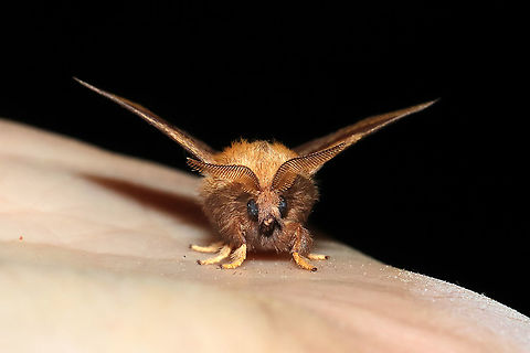 Forest Tent Caterpillar Moth (Malacosoma disstria) At porch lights at a mixed forest edge.
https://www.jungledragon.com/image/115991/forest_tent_caterpillar_moth_malacosoma_disstria.html Forest tent caterpillar moth,Geotagged,Malacosoma disstria,Spring,United States