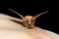 Forest Tent Caterpillar Moth (Malacosoma disstria) At porch lights at a mixed forest edge.<br />
https://www.jungledragon.com/image/115991/forest_tent_caterpillar_moth_malacosoma_disstria.html Forest tent caterpillar moth,Geotagged,Malacosoma disstria,Spring,United States