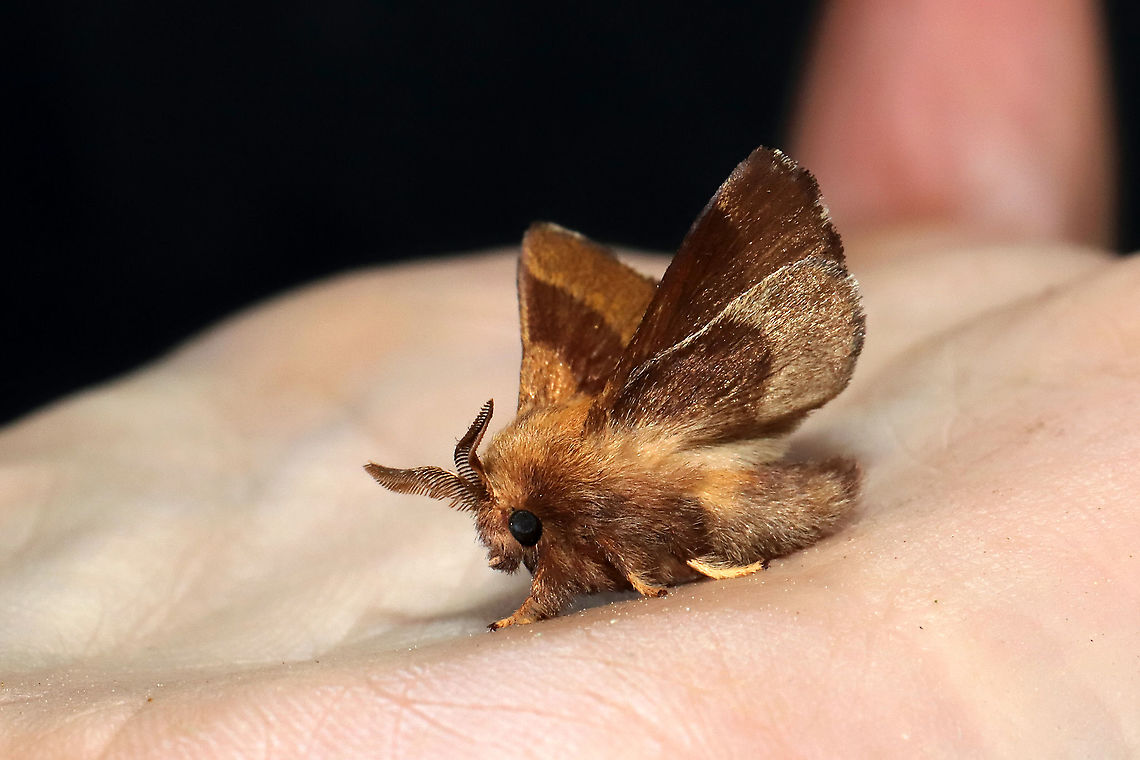 Forest Tent Caterpillar Moth (Malacosoma disstria) At porch lights at a mixed forest edge.<br />
<figure class="photo"><a href="https://www.jungledragon.com/image/115990/forest_tent_caterpillar_moth_malacosoma_disstria.html" title="Forest Tent Caterpillar Moth (Malacosoma disstria)"><img src="https://s3.amazonaws.com/media.jungledragon.com/images/3231/115990_thumb.jpg?AWSAccessKeyId=05GMT0V3GWVNE7GGM1R2&Expires=1767225610&Signature=s64KCVCcgdzGH2oGRPTCL%2Fk5M70%3D" width="200" height="134" alt="Forest Tent Caterpillar Moth (Malacosoma disstria) At porch lights at a mixed forest edge.<br />
https://www.jungledragon.com/image/115991/forest_tent_caterpillar_moth_malacosoma_disstria.html Forest tent caterpillar moth,Geotagged,Malacosoma disstria,Spring,United States" /></a></figure> Forest tent caterpillar moth,Geotagged,Malacosoma disstria,Spring,United States
