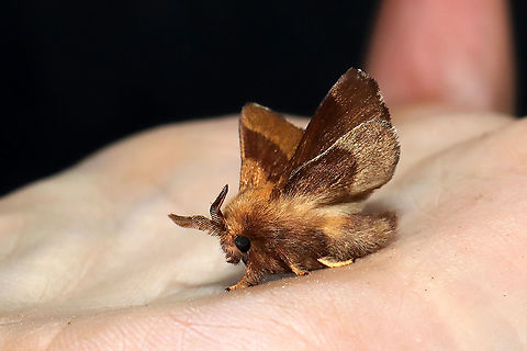 Forest Tent Caterpillar Moth (Malacosoma disstria) At porch lights at a mixed forest edge.
https://www.jungledragon.com/image/115990/forest_tent_caterpillar_moth_malacosoma_disstria.html Forest tent caterpillar moth,Geotagged,Malacosoma disstria,Spring,United States