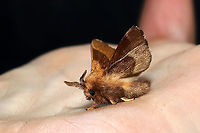 Forest Tent Caterpillar Moth (Malacosoma disstria) At porch lights at a mixed forest edge.<br />
https://www.jungledragon.com/image/115990/forest_tent_caterpillar_moth_malacosoma_disstria.html Forest tent caterpillar moth,Geotagged,Malacosoma disstria,Spring,United States