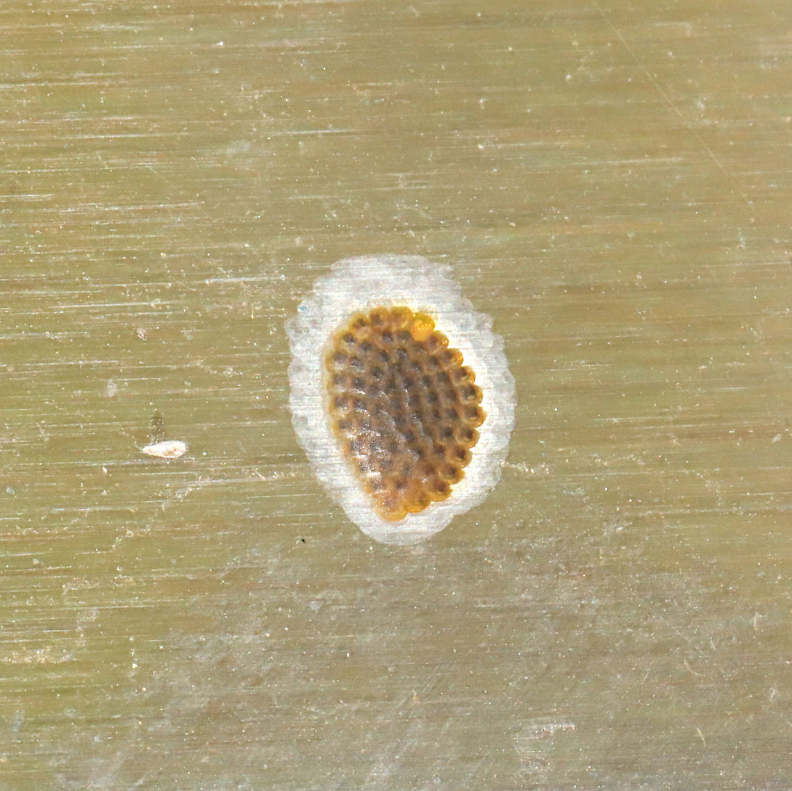 Tortricid Eggs Tiny patch of scale-like eggs on a stainless steel refrigerator (outdoors) at a mixed forest edge. I thought it was a spot of rust; THAT is just how small these were. Updated: Just checked on these, and almost all of the cells are empty. There are two cells with tiny larvae inside though. I'll post photos of it later!<br />
<figure class="photo"><a href="https://www.jungledragon.com/image/116043/tortricid_eggs.html" title="Tortricid Eggs"><img src="https://s3.amazonaws.com/media.jungledragon.com/images/3231/116043_thumb.jpg?AWSAccessKeyId=05GMT0V3GWVNE7GGM1R2&Expires=1769040010&Signature=vhHXglfro%2FwVA7%2FNJUi10i6cdN8%3D" width="200" height="134" alt="Tortricid Eggs Tiny patch of scale-like eggs on a stainless steel refrigerator (outdoors) at a mixed forest edge. I thought it was a spot of rust; THAT is just how small these were. Updated: Just checked on these, and almost all of the cells are empty. There are two cells with tiny larvae inside though. I'll post photos of it later!<br />
https://www.jungledragon.com/image/116042/tortricid_eggs.html<br />
<br />
My suspicion is that this is the Tortricid mommy that laid the eggs:<br />
https://www.jungledragon.com/image/116044/oak_leafshredder_moth_acleris_semipurpurana.html Geotagged,Spring,United States" /></a></figure><br />
<br />
My suspicion is that this is the Tortricid mommy that laid the eggs:<br />
<figure class="photo"><a href="https://www.jungledragon.com/image/116044/oak_leafshredder_moth_acleris_semipurpurana.html" title="Oak Leafshredder Moth (Acleris semipurpurana)"><img src="https://s3.amazonaws.com/media.jungledragon.com/images/3231/116044_thumb.jpg?AWSAccessKeyId=05GMT0V3GWVNE7GGM1R2&Expires=1769040010&Signature=V1jUozwQTlUb5hkdCZh5aKDFjL0%3D" width="200" height="134" alt="Oak Leafshredder Moth (Acleris semipurpurana) On a stainless steel refrigerator (outdoors) at a mixed forest edge.<br />
I suspect that she laid these eggs shortly after I saw her:<br />
https://www.jungledragon.com/image/116042/tortricid_eggs.html Acleris semipurpurana,Geotagged,Oak leaftier moth,Spring,United States" /></a></figure> Geotagged,Spring,United States