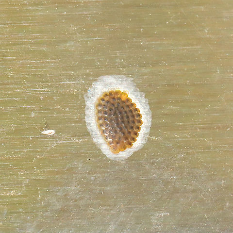 Tortricid Eggs Tiny patch of scale-like eggs on a stainless steel refrigerator (outdoors) at a mixed forest edge. I thought it was a spot of rust; THAT is just how small these were. Updated: Just checked on these, and almost all of the cells are empty. There are two cells with tiny larvae inside though. I'll post photos of it later!
https://www.jungledragon.com/image/116043/tortricid_eggs.html

My suspicion is that this is the Tortricid mommy that laid the eggs:
https://www.jungledragon.com/image/116044/oak_leafshredder_moth_acleris_semipurpurana.html Geotagged,Spring,United States