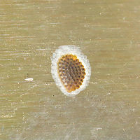 Tortricid Eggs Tiny patch of scale-like eggs on a stainless steel refrigerator (outdoors) at a mixed forest edge. I thought it was a spot of rust; THAT is just how small these were. Updated: Just checked on these, and almost all of the cells are empty. There are two cells with tiny larvae inside though. I'll post photos of it later!<br />
https://www.jungledragon.com/image/116043/tortricid_eggs.html<br />
<br />
My suspicion is that this is the Tortricid mommy that laid the eggs:<br />
https://www.jungledragon.com/image/116044/oak_leafshredder_moth_acleris_semipurpurana.html Geotagged,Spring,United States