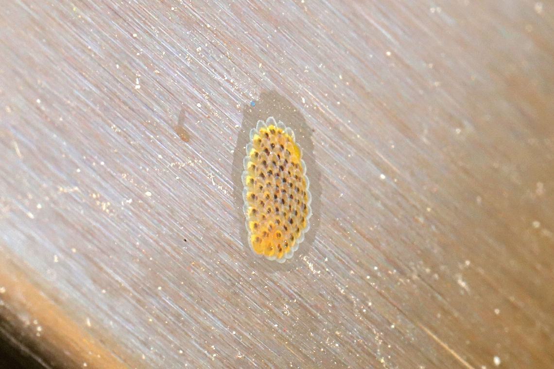 Tortricid Eggs Tiny patch of scale-like eggs on a stainless steel refrigerator (outdoors) at a mixed forest edge. I thought it was a spot of rust; THAT is just how small these were. Updated: Just checked on these, and almost all of the cells are empty. There are two cells with tiny larvae inside though. I&#039;ll post photos of it later!<br />
<figure class="photo"><a href="https://www.jungledragon.com/image/116042/tortricid_eggs.html" title="Tortricid Eggs"><img src="https://s3.amazonaws.com/media.jungledragon.com/images/3231/116042_thumb.jpg?AWSAccessKeyId=05GMT0V3GWVNE7GGM1R2&Expires=1759968010&Signature=7CyJl94j2wsGBJZVje3uGlomOxM%3D" width="200" height="200" alt="Tortricid Eggs Tiny patch of scale-like eggs on a stainless steel refrigerator (outdoors) at a mixed forest edge. I thought it was a spot of rust; THAT is just how small these were. Updated: Just checked on these, and almost all of the cells are empty. There are two cells with tiny larvae inside though. I&#039;ll post photos of it later!<br />
https://www.jungledragon.com/image/116043/tortricid_eggs.html<br />
<br />
My suspicion is that this is the Tortricid mommy that laid the eggs:<br />
https://www.jungledragon.com/image/116044/oak_leafshredder_moth_acleris_semipurpurana.html Geotagged,Spring,United States" /></a></figure><br />
<br />
My suspicion is that this is the Tortricid mommy that laid the eggs:<br />
<figure class="photo"><a href="https://www.jungledragon.com/image/116044/oak_leafshredder_moth_acleris_semipurpurana.html" title="Oak Leafshredder Moth (Acleris semipurpurana)"><img src="https://s3.amazonaws.com/media.jungledragon.com/images/3231/116044_thumb.jpg?AWSAccessKeyId=05GMT0V3GWVNE7GGM1R2&Expires=1759968010&Signature=c5fy4tpij%2FpuNy9FNYF4yxPKpcA%3D" width="200" height="134" alt="Oak Leafshredder Moth (Acleris semipurpurana) On a stainless steel refrigerator (outdoors) at a mixed forest edge.<br />
I suspect that she laid these eggs shortly after I saw her:<br />
https://www.jungledragon.com/image/116042/tortricid_eggs.html Acleris semipurpurana,Geotagged,Oak leaftier moth,Spring,United States" /></a></figure> Geotagged,Spring,United States