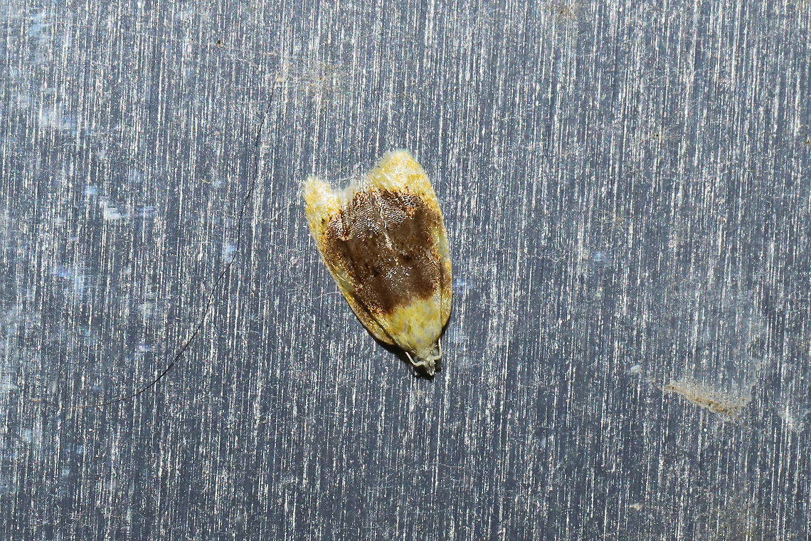Oak Leafshredder Moth (Acleris semipurpurana) On a stainless steel refrigerator (outdoors) at a mixed forest edge.<br />
I suspect that she laid these eggs shortly after I saw her:<br />
<figure class="photo"><a href="https://www.jungledragon.com/image/116042/tortricid_eggs.html" title="Tortricid Eggs"><img src="https://s3.amazonaws.com/media.jungledragon.com/images/3231/116042_thumb.jpg?AWSAccessKeyId=05GMT0V3GWVNE7GGM1R2&Expires=1759968010&Signature=7CyJl94j2wsGBJZVje3uGlomOxM%3D" width="200" height="200" alt="Tortricid Eggs Tiny patch of scale-like eggs on a stainless steel refrigerator (outdoors) at a mixed forest edge. I thought it was a spot of rust; THAT is just how small these were. Updated: Just checked on these, and almost all of the cells are empty. There are two cells with tiny larvae inside though. I&#039;ll post photos of it later!<br />
https://www.jungledragon.com/image/116043/tortricid_eggs.html<br />
<br />
My suspicion is that this is the Tortricid mommy that laid the eggs:<br />
https://www.jungledragon.com/image/116044/oak_leafshredder_moth_acleris_semipurpurana.html Geotagged,Spring,United States" /></a></figure> Acleris semipurpurana,Geotagged,Oak leaftier moth,Spring,United States