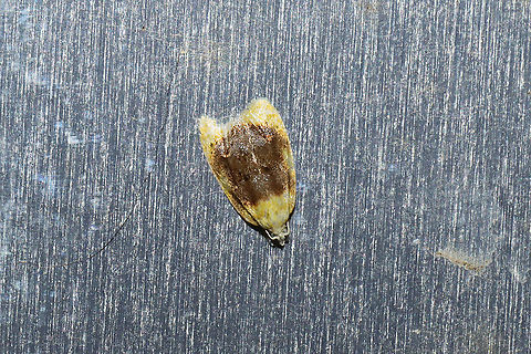 Oak Leafshredder Moth (Acleris semipurpurana) On a stainless steel refrigerator (outdoors) at a mixed forest edge.
I suspect that she laid these eggs shortly after I saw her:
https://www.jungledragon.com/image/116042/tortricid_eggs.html Acleris semipurpurana,Geotagged,Oak leaftier moth,Spring,United States