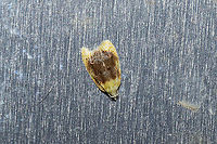 Oak Leafshredder Moth (Acleris semipurpurana) On a stainless steel refrigerator (outdoors) at a mixed forest edge.<br />
I suspect that she laid these eggs shortly after I saw her:<br />
https://www.jungledragon.com/image/116042/tortricid_eggs.html Acleris semipurpurana,Geotagged,Oak leaftier moth,Spring,United States