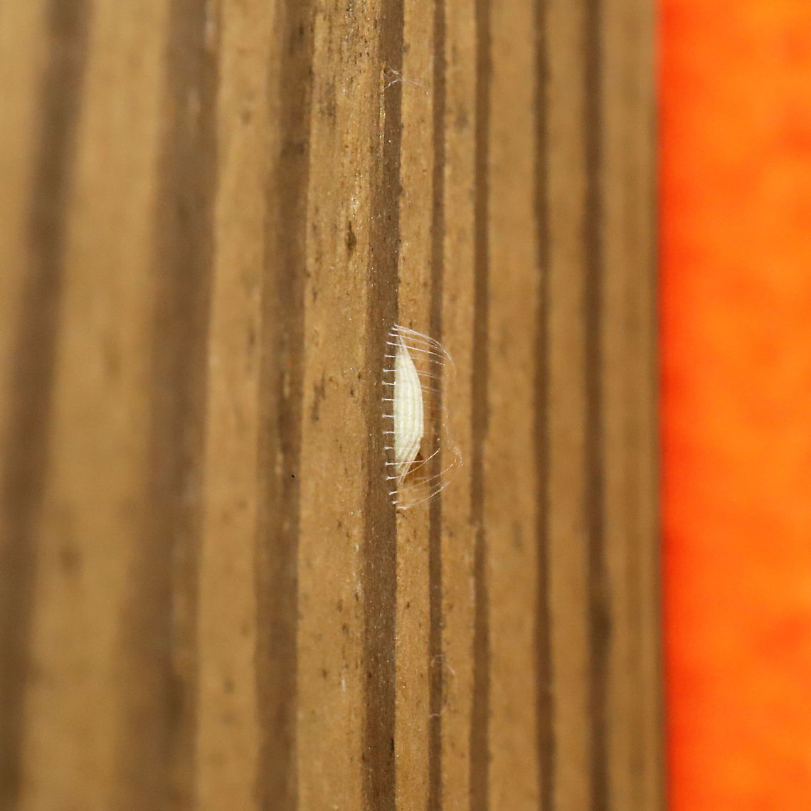 Bucculatrix sp. Cocoon Bucculatrix moths are named &quot;Ribbed Cocoon-Making Moths&quot;, and this is a great example of that. I&#039;m going to try to grab some better shots of these cocoons found on my front porch, but their location makes it difficult to get a good angle! I think I might put a sheet of black paper behind it so I can get a better view? Geotagged,Spring,United States